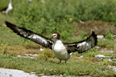 Junger Laysan-Albatros (00006420)