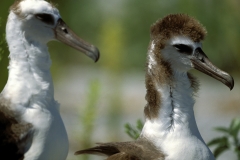 Young Laysan albatross (00006432)