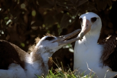 Laysan-Albatros mit Jungem (00006445)