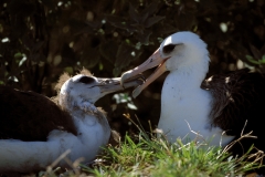 Laysan-Albatros mit Jungem (00006451)