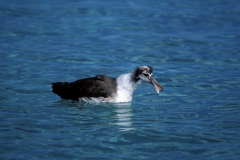 Junger Laysan-Albatros auf dem Meer (00006520)