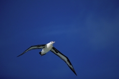 Fliegender Laysan-Albatros (00006535)