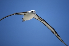 Fliegender Laysan-Albatros (00006620)