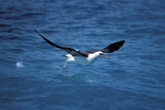 Startender Laysan-Albatros auf dem Meer (00006651)