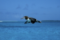 Fliegender Laysan-Albatros ueber dem Meer (00006699)