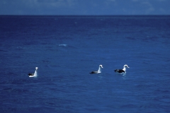 Laysan-Albatrosse auf dem Meer (00006704)