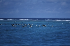 Laysan- und Schwarzfuß-Albatrosse auf dem Meer (00006715)