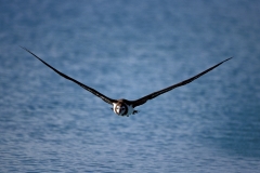 Fliegender Laysan-Albatros ueber dem Meer (00006762)