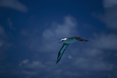 Laysan-Albatros fliegt ueber dem Meer (00006903)