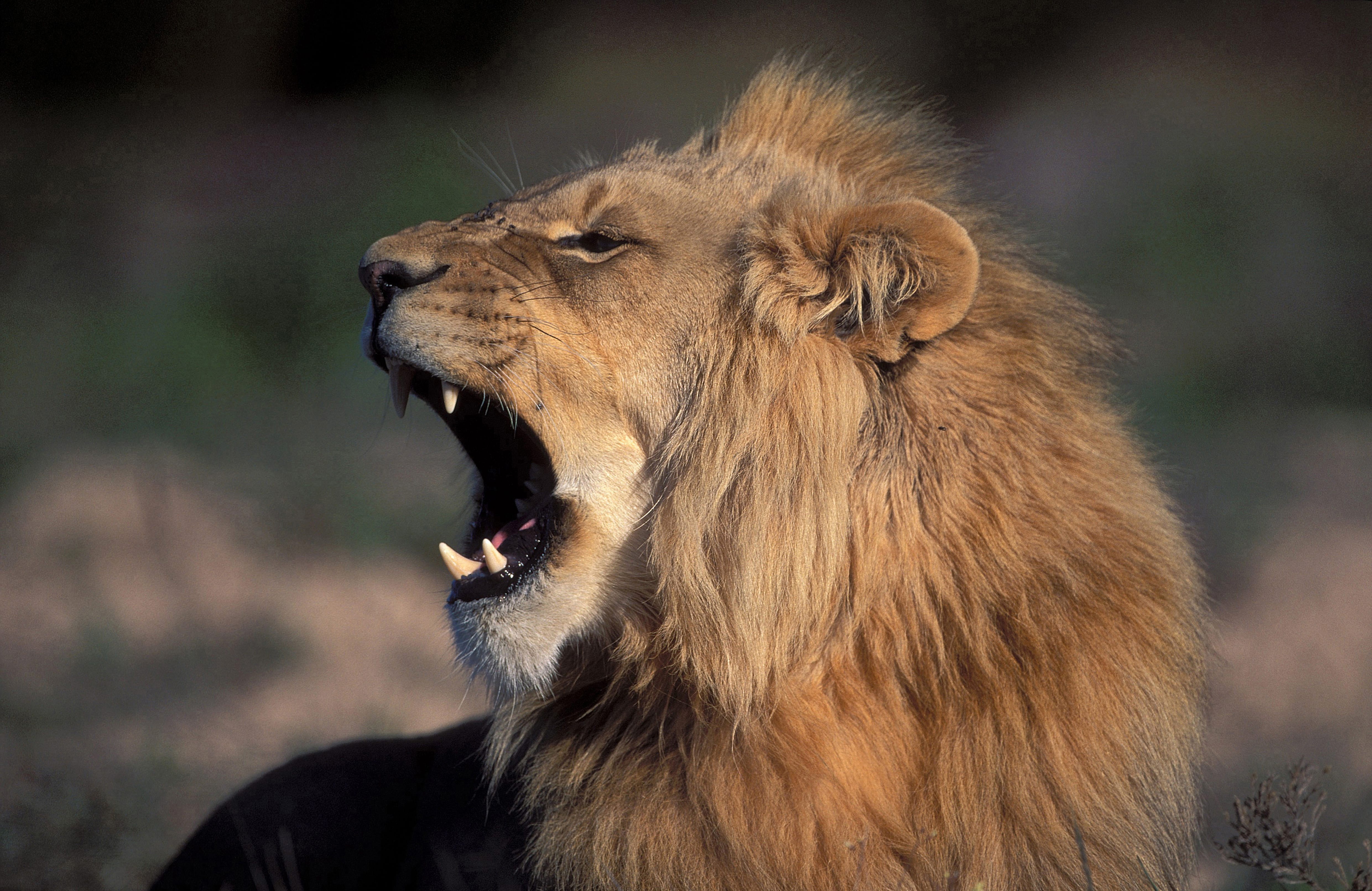 A Male lion yawning widely (00010651)