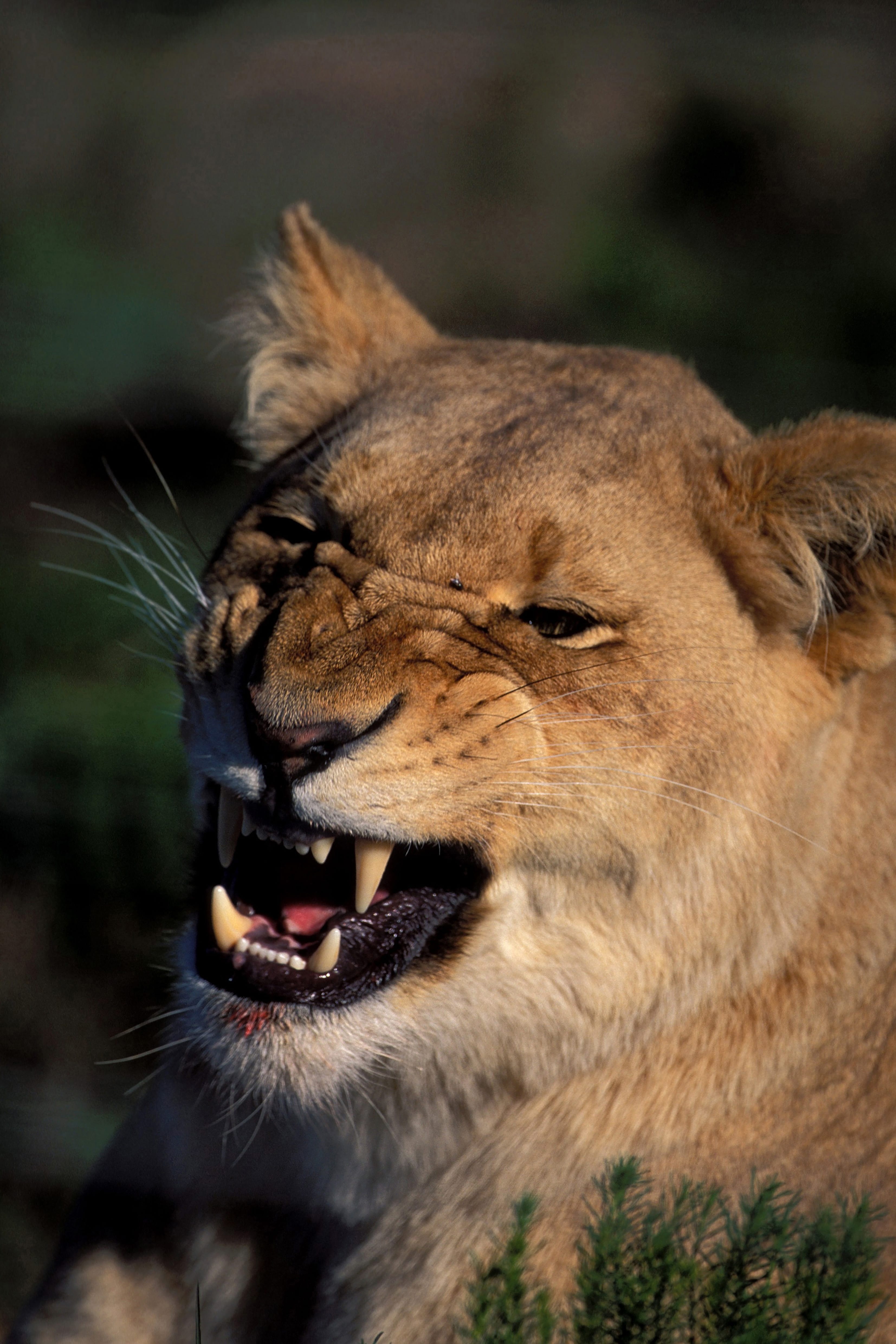 A Female lion snarling (00010762)