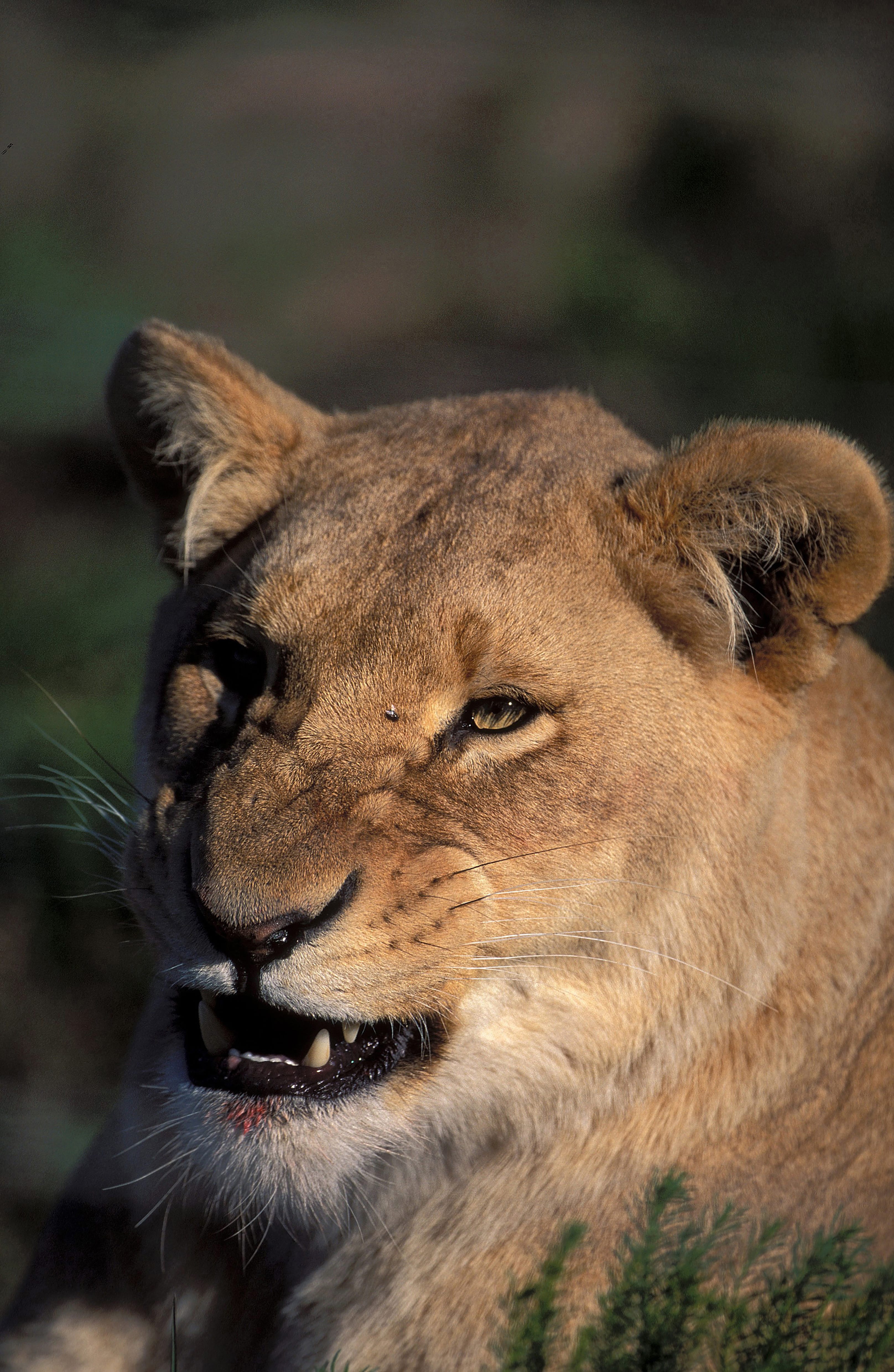 A Female lion snarling (00010874)