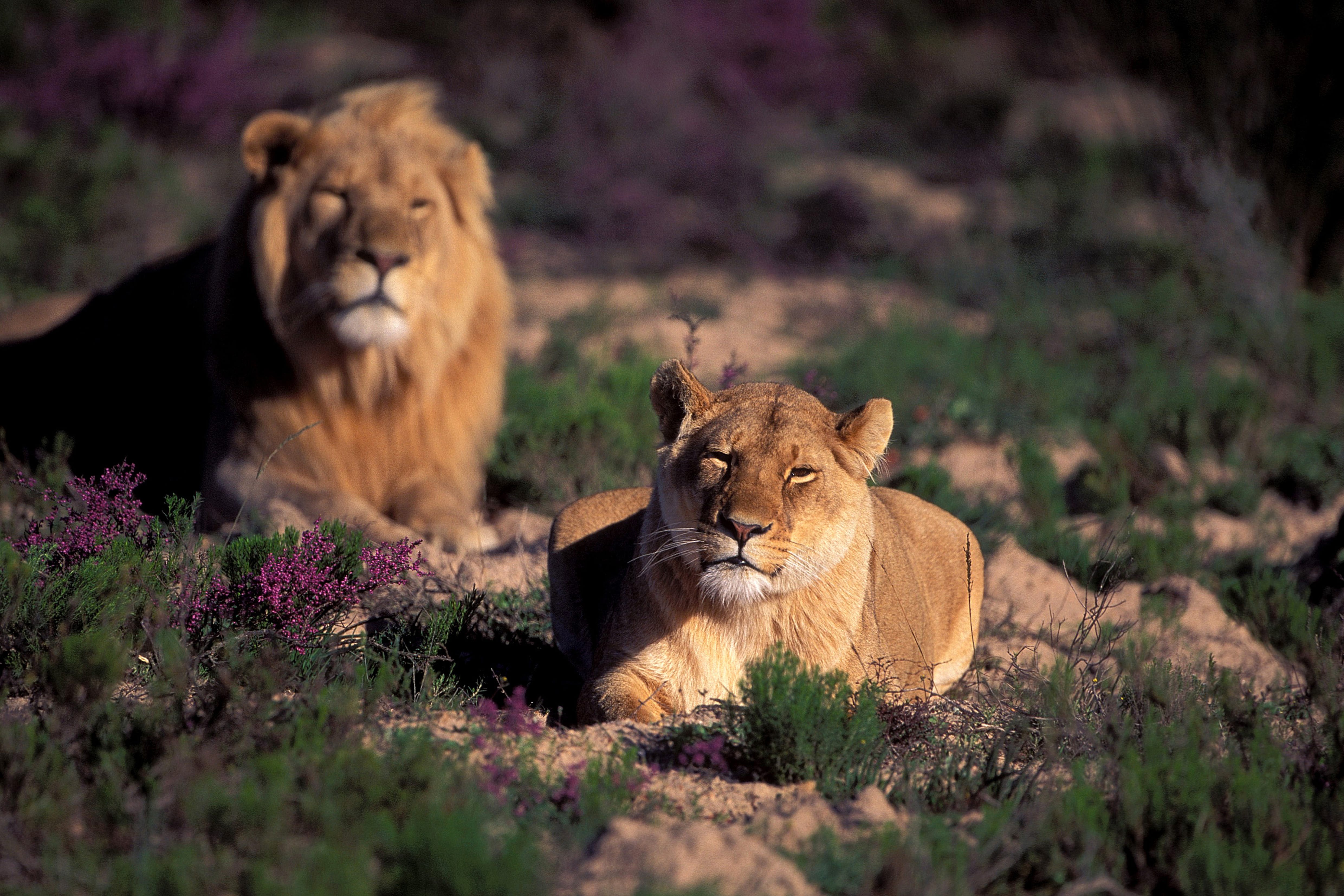 Pair of African Lions (00010896)