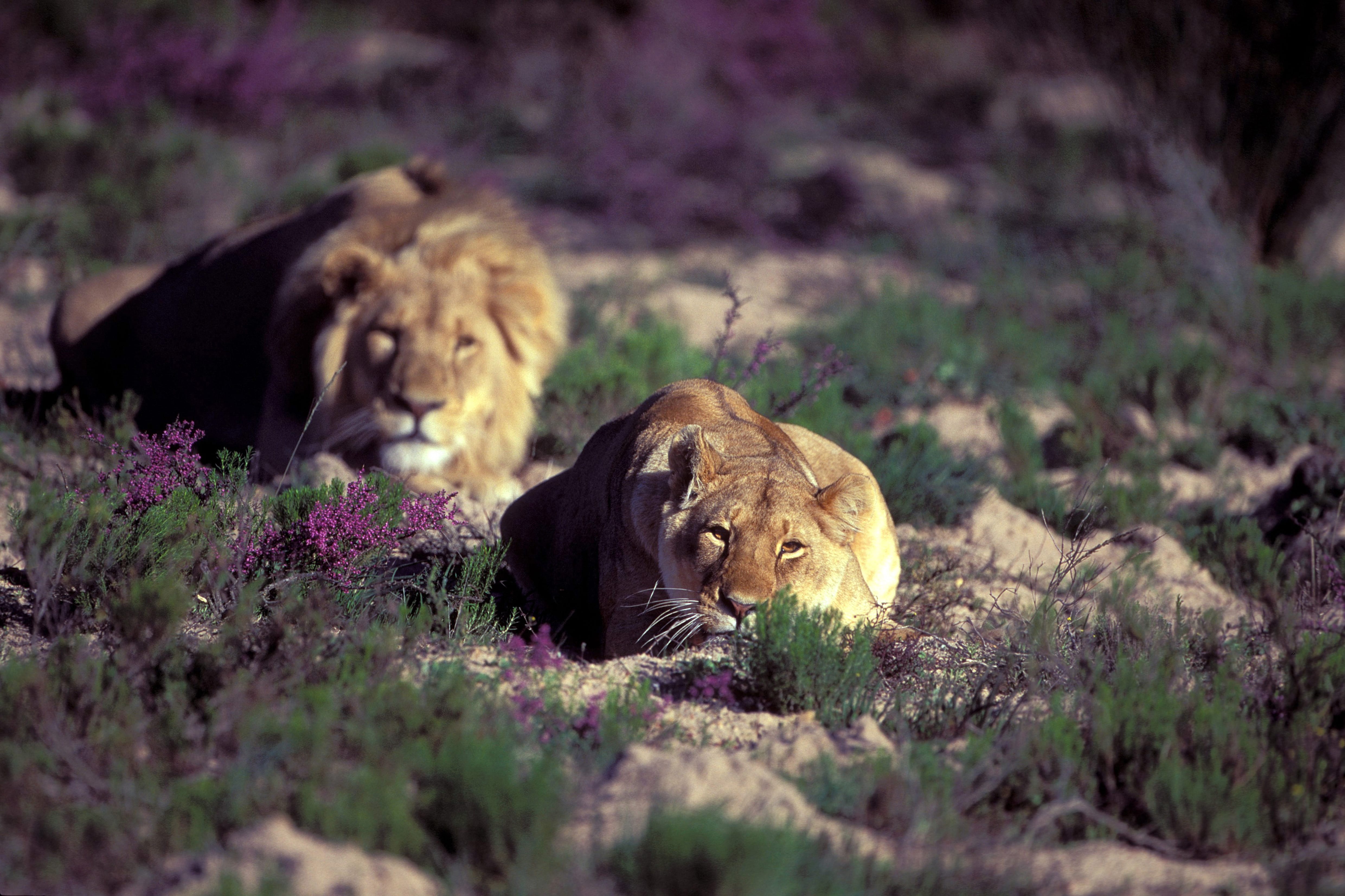 Resting Pair of African Lions (00010899)