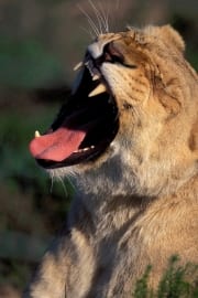 A Female lion yawning widely (00010613)