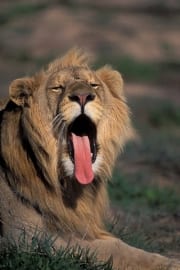 A Male lion yawning widely (00010617)