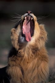 A Male lion yawning widely (00010620)
