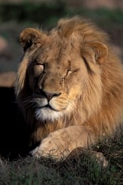 A tired Male lion (00010689)