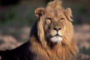 Male Lion portrait (00010732)
