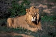 Resting Male Lion (00010816)