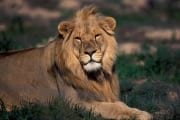 Resting Male Lion (00010827)
