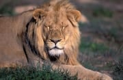 Resting Male Lion (00010846)