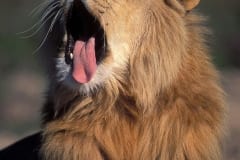 A Male lion yawning widely (00010646)