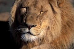 A tired Male lion (00010689)