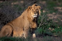 Resting Male Lion (00010808)