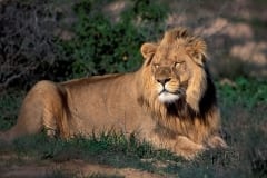 Resting Male Lion (00010813)