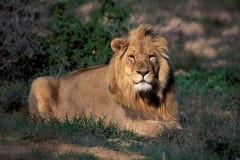 Resting Male Lion (00010816)