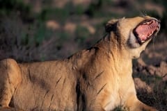 A Female lion yawning widely (00010857)