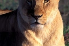 Resting Female lion (00010858)