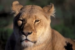 Female lion portrait (00010873)