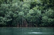 Prachtvolle Mangroven am Qara-ni-Qio River (00017887)