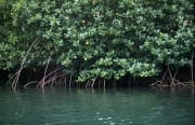 Mangroven im gruenlichen Wasser des Qara-ni-Qio River (00017888)