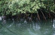 Mangroven am Ufer des Qara-ni-Qio River (00017890)