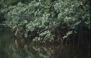 Mangroven spiegeln sich im Qara-ni-Qio River (00017895)