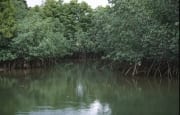 Mangroven an einem Seitenarm des Qara-ni-Qio River (00017897)
