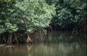 Mangrovenwald an einem Qara-ni-Qio River Seitenarm (00017899)