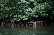 Undurchdringliche Mangroven am Qara-ni-Qio River (00017900)