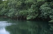 Mangroven spiegeln sich im Wasser des Qara-ni-Qio Riv (00017902)