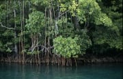 Mangroven saeumen das Ufer des Qara-ni-Qio River (00017906)