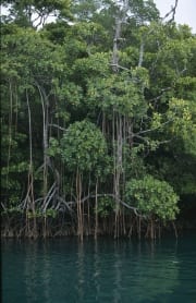 Mangrovendschungel am Qara-ni-Qio River (00017907)