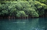 Mangroven im Brackwasser des Qara-ni-Qio River (00017912)