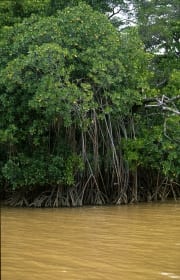 Mangroven im aufgewuehlten Qara-ni-Qio River (00017915)