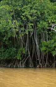 Mangrovendickicht am Ufer des Qara-ni-Qio River (00017916)