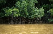 Mangroven im lehmgelben Wasser des Qara-ni-Qio River (00017918)