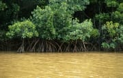 Mangroven nach schwerem Regen im Qara-ni-Qio River (00017919)