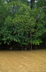 Mangroven im gelb verfaerbten Wasser des Qara-ni-Qio (00017921)
